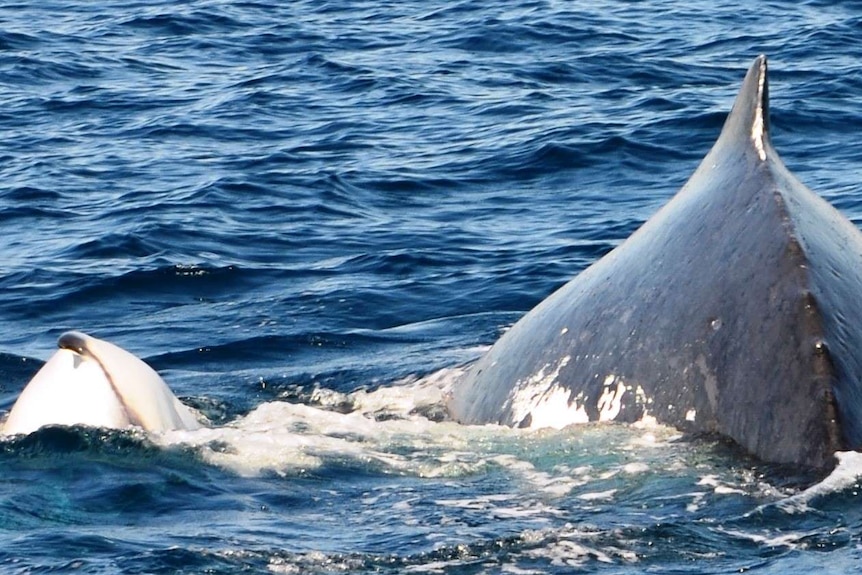 A humpback whale calf and mother swim through Gold Coast waters.