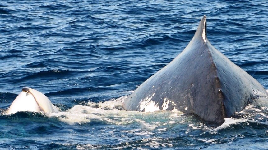 A humpback whale calf and mother swim through Gold Coast waters.