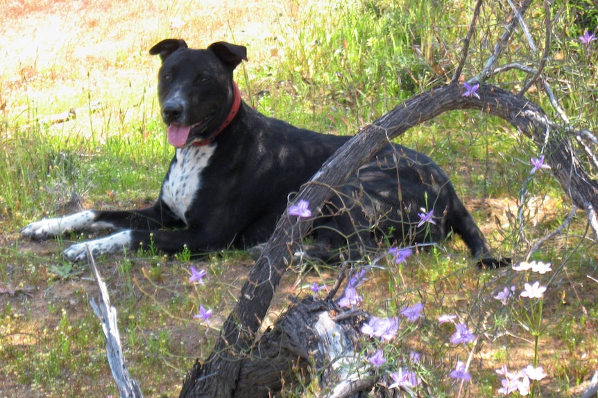 A black and white dog sits in a field of flowers