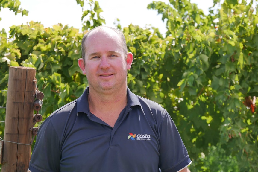 A man stands in front of lush green grape vines.