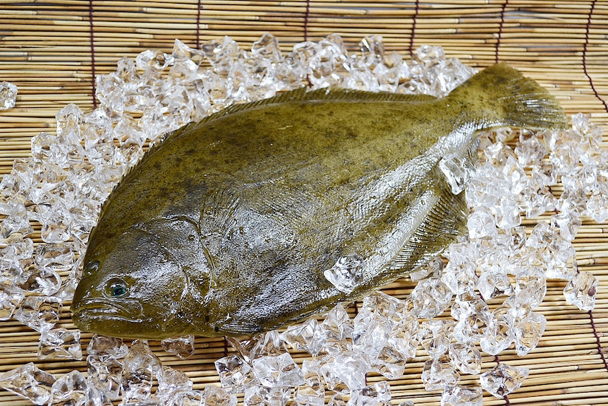 A whole flounder lying on a bed of ice.
