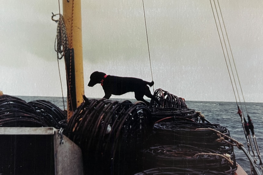 Old photo of dog standing on top of cray pots on the deck of a cray boat.