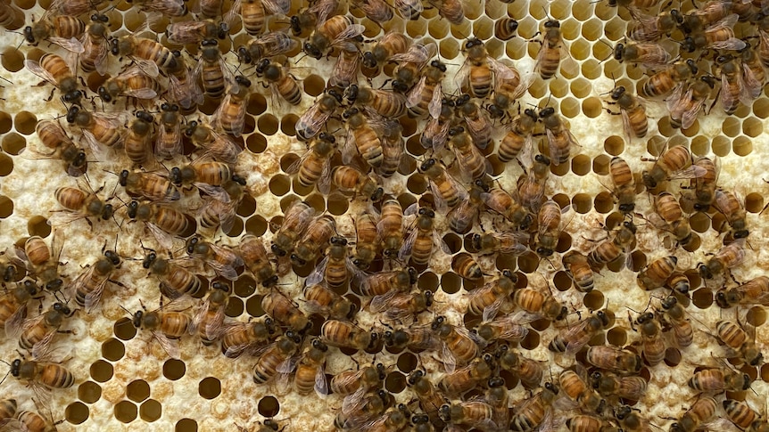 Ordonnances d’urgence en place dans toute la Nouvelle-Galles du Sud pour protéger l’industrie apicole du parasite mortel de l’acarien varroa