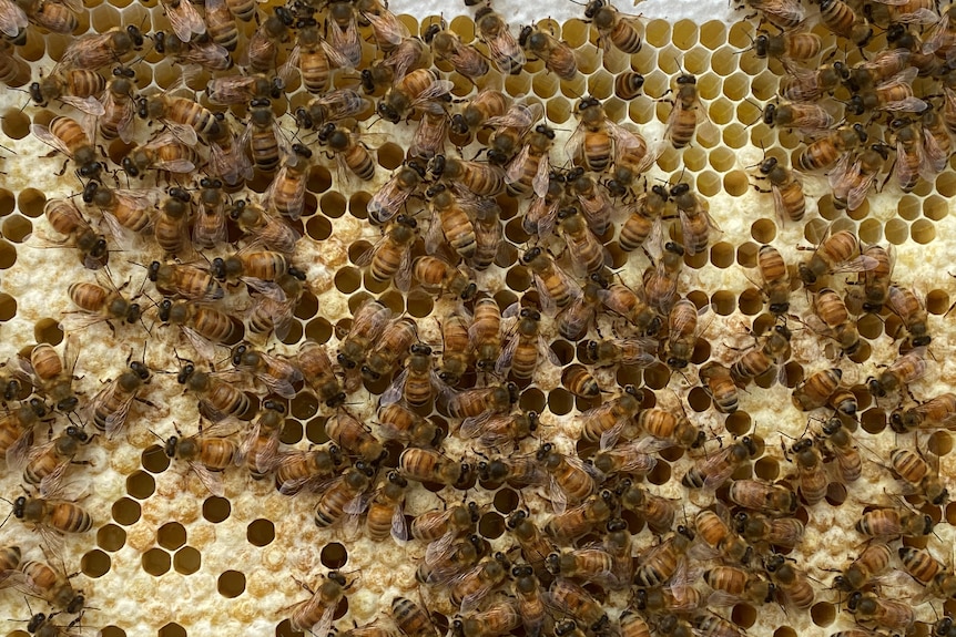 Bees swarm on honeycomb.