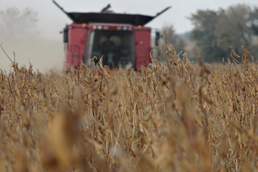 A red tractor moves through a wheat field in Ukraine.