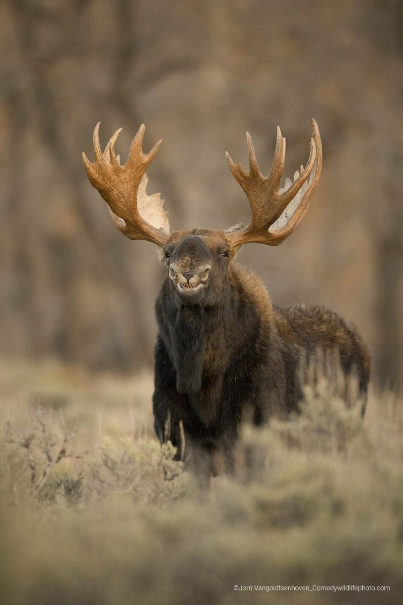 A bull moose smiles tp camera. Stands in long brown grass. 