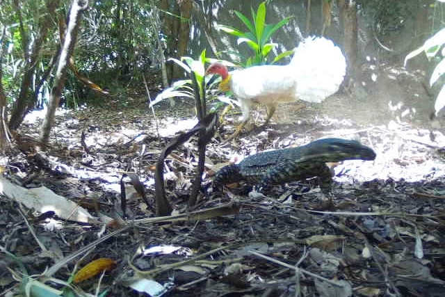 Large goanna and white brush turkey in a nest.