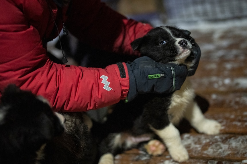 The arms of an adult are seen hugging a dog