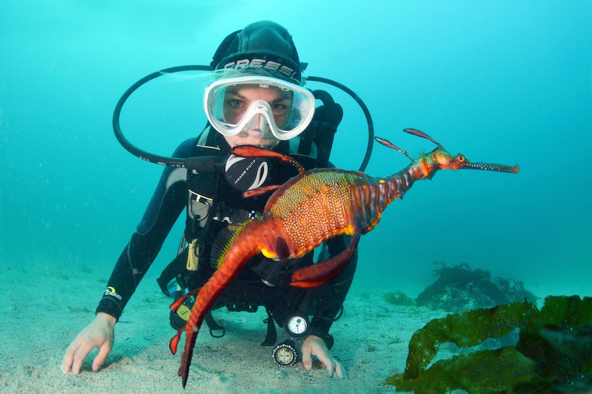 A diver underwater behind an orange sea dragon.