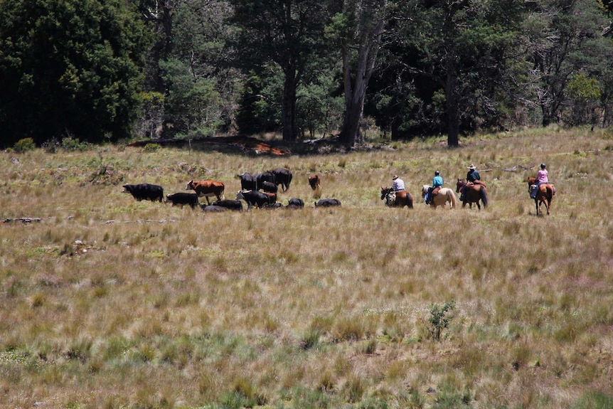 Driving cattle across a plain