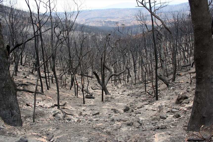 Kinglake area destroyed