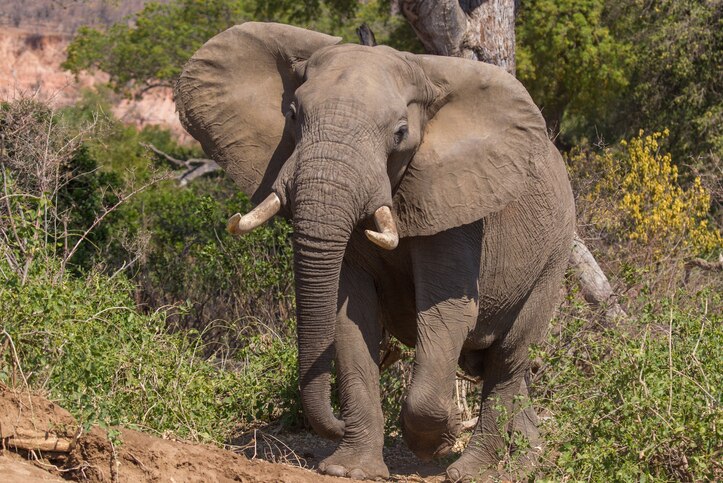 An elephant walking