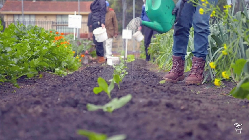 Seedlings growing in a line in a community garden.