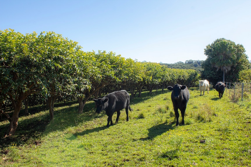 Three black cows and a white bull in a guava orchard.
