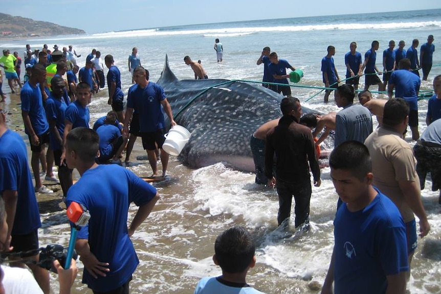 Rescuers keeping stranded whale shark wet while trying to pull it into the ocean