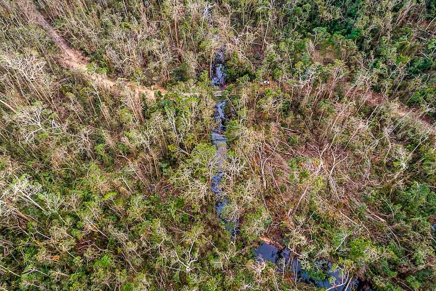 Aerial view of fallen trees along the Lockhart River.