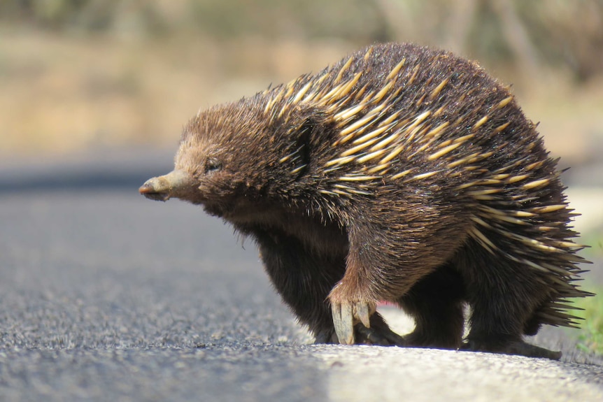 An echidna makes its way across a road in the sunshine.