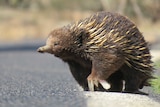 An echidna makes its way across a road in the sunshine.