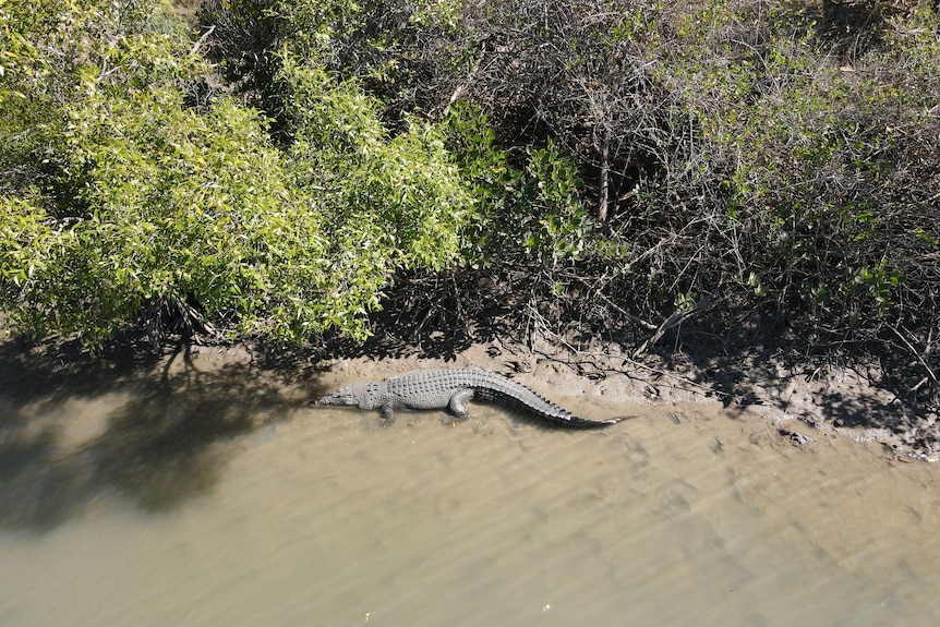 A close drone shot of a saltwater crocodile basking on the banks of a mangrove estuary.