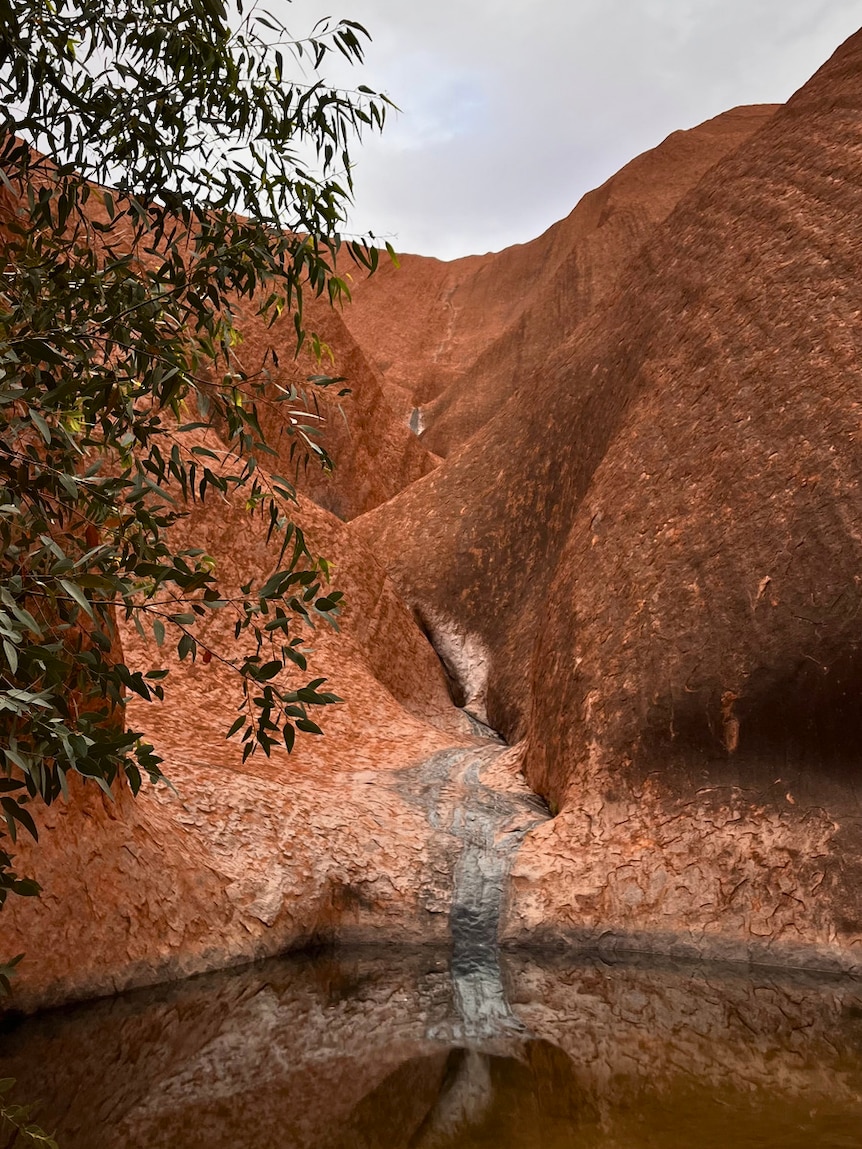 A waterhole surrounded by red coloured rock with a tree in the foreground. 