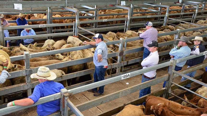 Buyers in the saleyards in Casino.