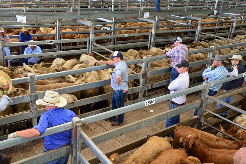 Buyers in the saleyards in Casino.