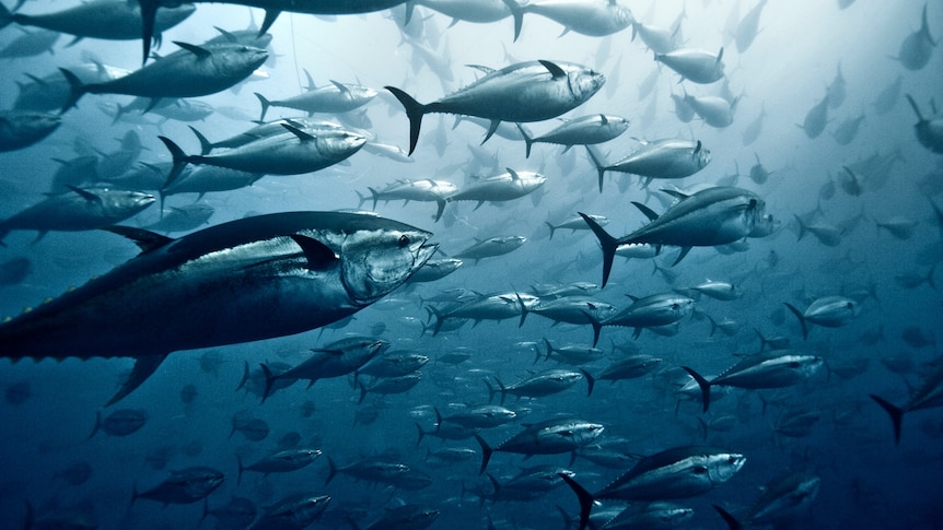 A school of tuna underwater.