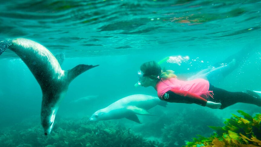 Snorkeler with two sea lions