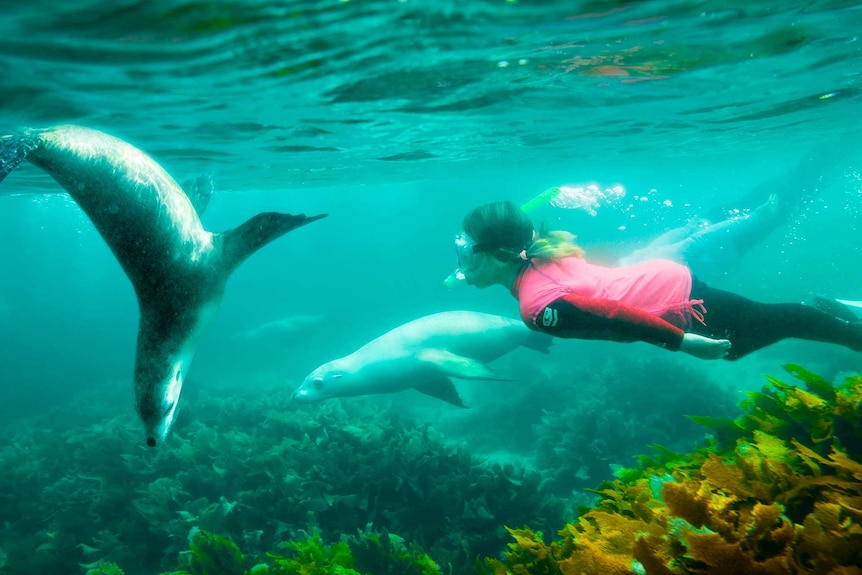 Snorkeler with two sea lions