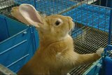 Mating like rabbits: 12 of the animals with new penises tried to mate with female rabbits within a minute of being put into cages with them.