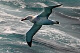 A wandering albatross skims across the Southern Ocean.