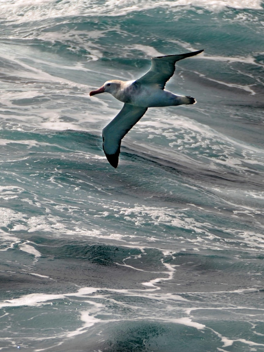 A wandering albatross skims across the Southern Ocean.