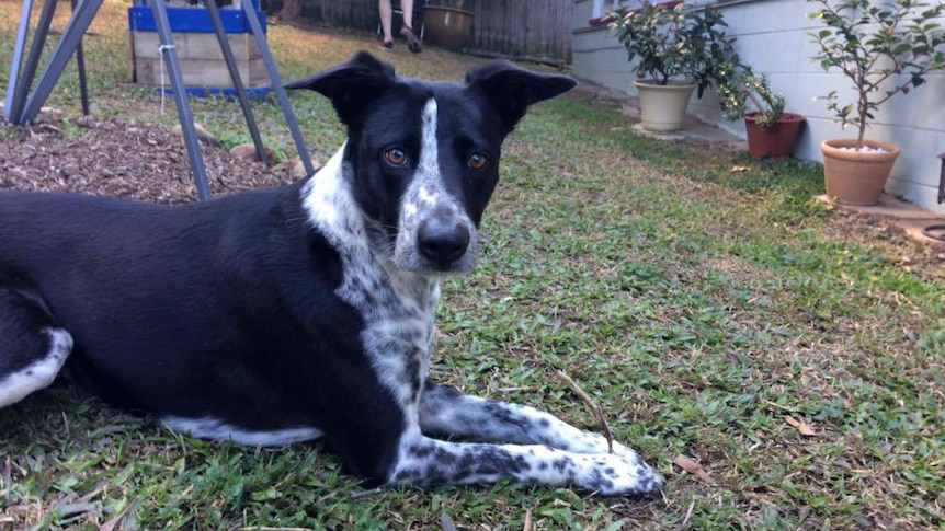 A dog who is predominantly black with a white chest lies on the grass with his front paws outstretched, staring at the camera.