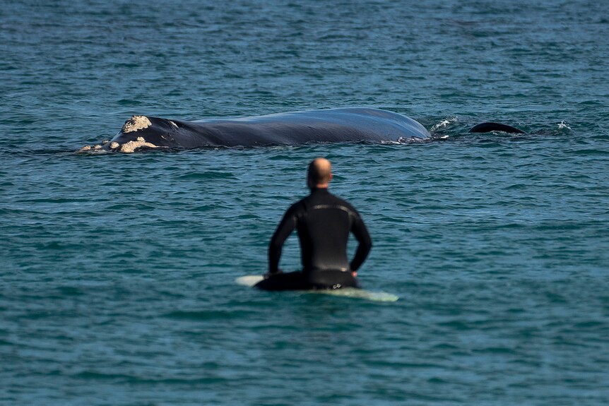 Man sitting on surf board looking at large whale.