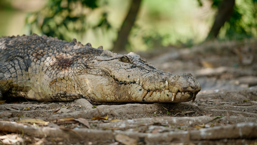 A large saltwater crocodile lying on the roots of some trees, with greenery in the background.