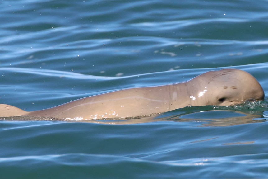A snubfin dolphin found in a Papua New Guinea river system by James Cook University researchers.