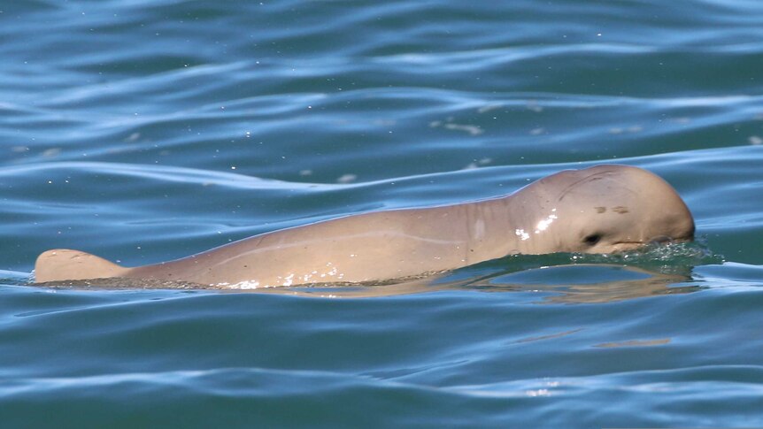 A snubfin dolphin found in a Papua New Guinea river system by James Cook University researchers.