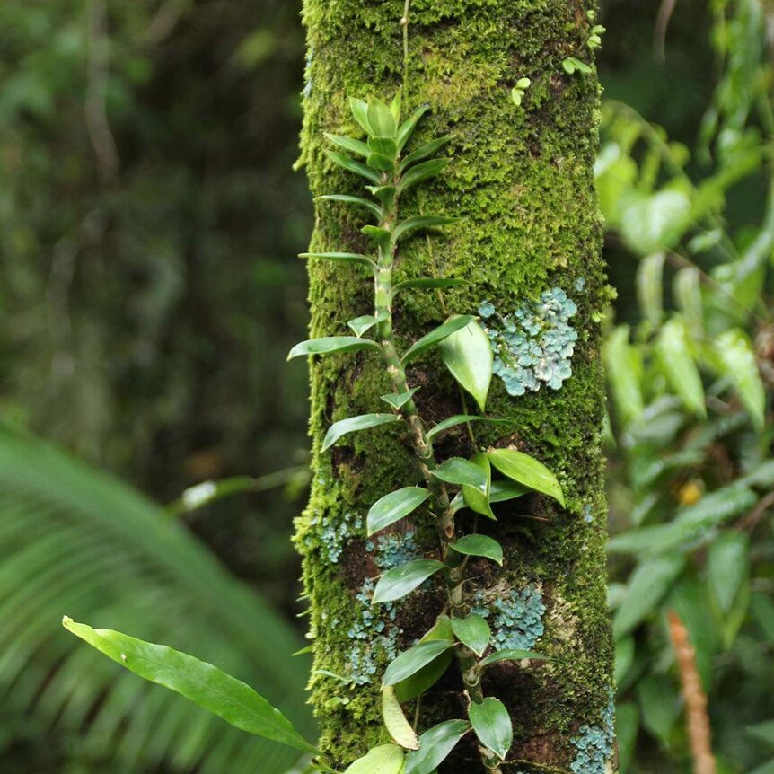 A rainforest tree in the Daintree