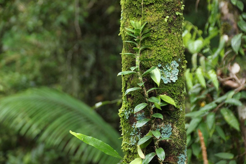 A rainforest tree in the Daintree.