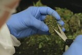 Tasmania touted to grow medicinal marijuana