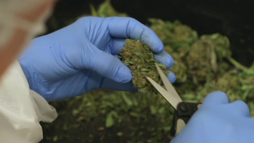 Scientist cutting up cannabis leaves being used to study medicinal properties.