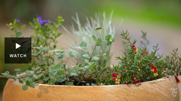 A large pot filled an assortment of flowering plants. Has Video.
