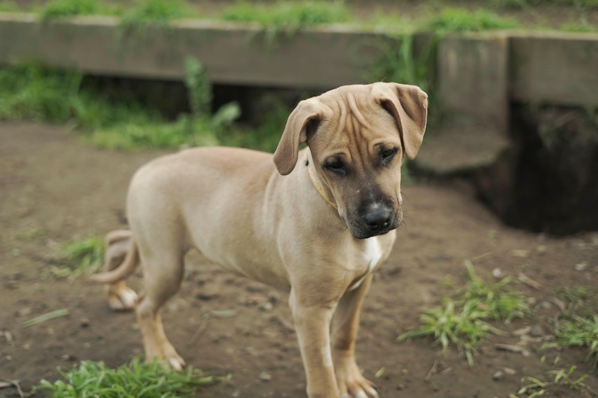 A small brown dog stands in a yard