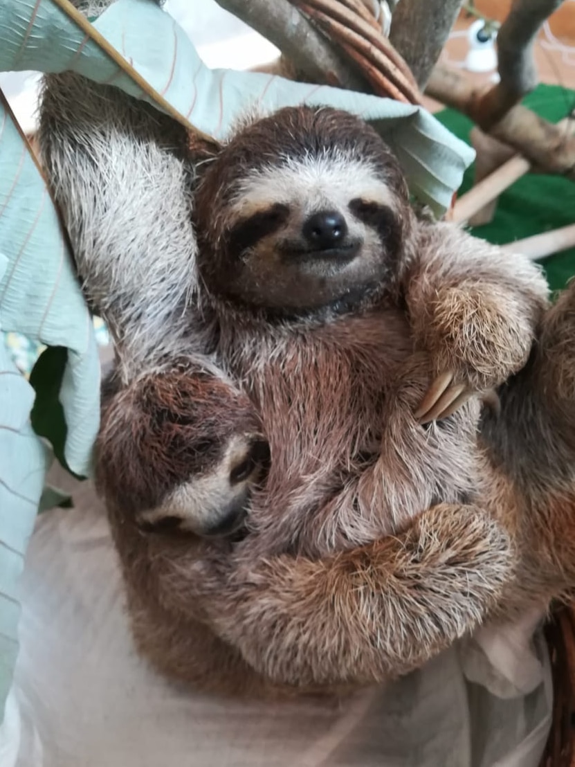Two small sloths curled up together in a basket.