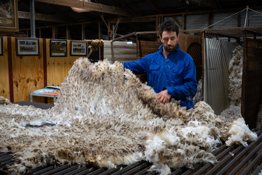  A man in a navy long-sleeve shirt holds up cut of fleece in a shearing shed 