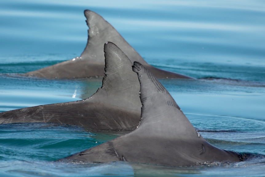 The dorsal fins of three dolphins rise above the water as they swim closely together