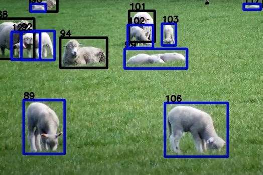 A camera's view of a paddock of sheep, identifying individual ewes and lambs. 