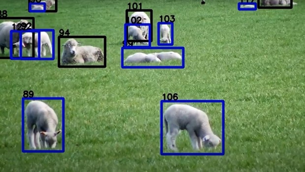 A camera's view of a paddock of sheep, identifying individual ewes and lambs. 