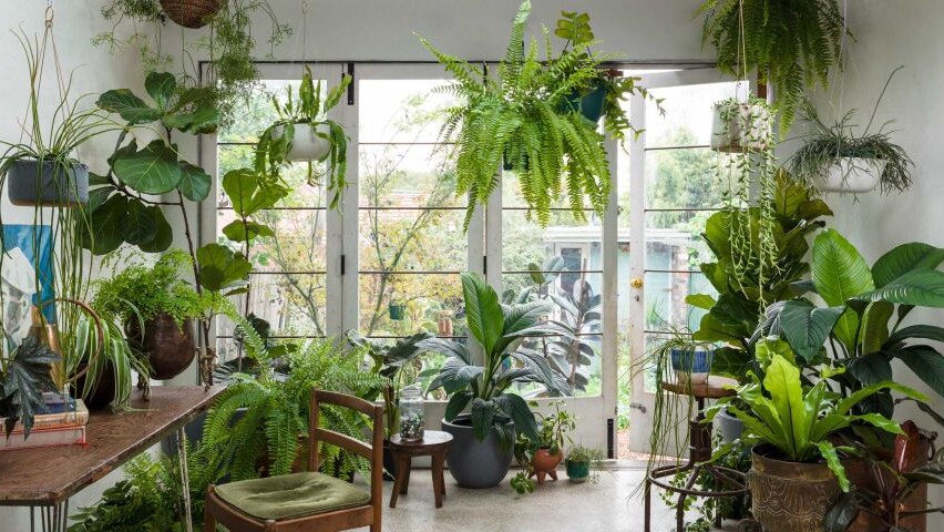 Trees and plants in an apartment.