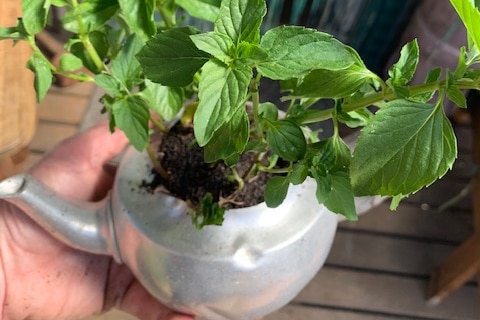 Mint growing in an old teapot that has been repurposed into a pot, a sustainable option for gardeners.